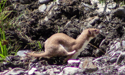 L’hermine (Mustela erminea)