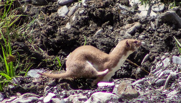 L’hermine (Mustela erminea)