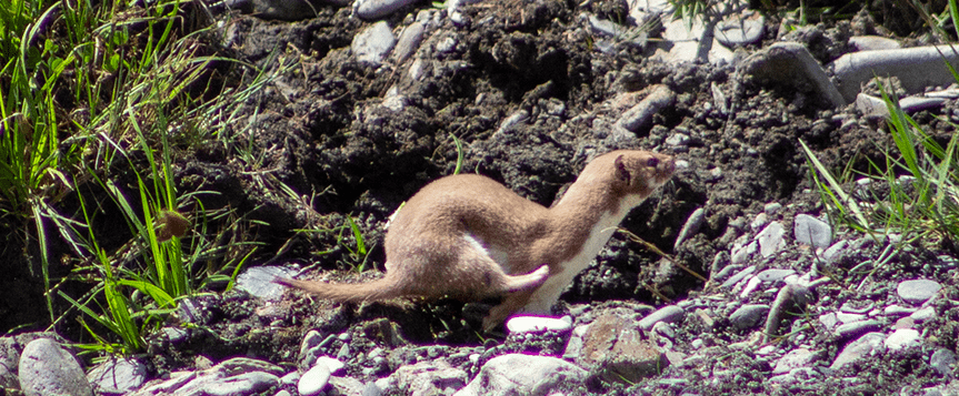 L’hermine (Mustela erminea)