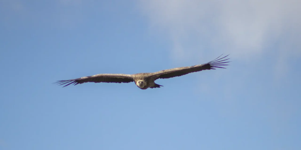 Le vautour fauve (Gyps fulvus) : gardien du ciel pyrénéen