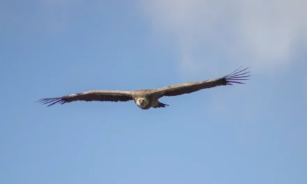 Le vautour fauve (Gyps fulvus) : gardien du ciel pyrénéen