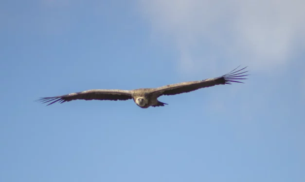 Le vautour fauve (Gyps fulvus) : gardien du ciel pyrénéen...